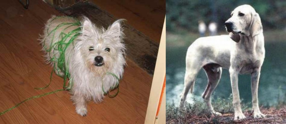 Porcelaine vs Cairland Terrier - Breed Comparison