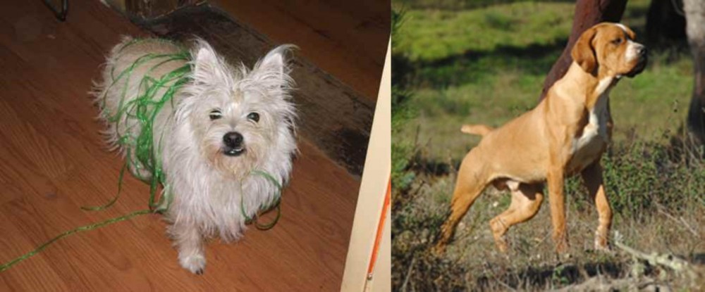 Portuguese Pointer vs Cairland Terrier - Breed Comparison