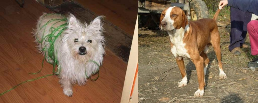 Posavac Hound vs Cairland Terrier - Breed Comparison