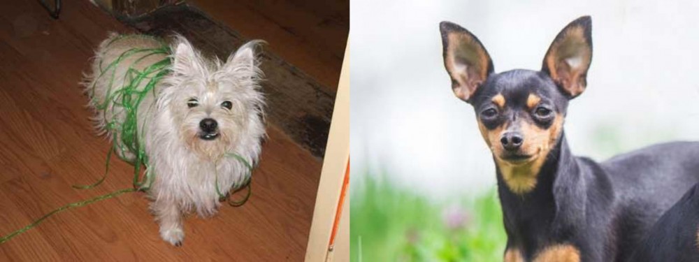 Prazsky Krysarik vs Cairland Terrier - Breed Comparison