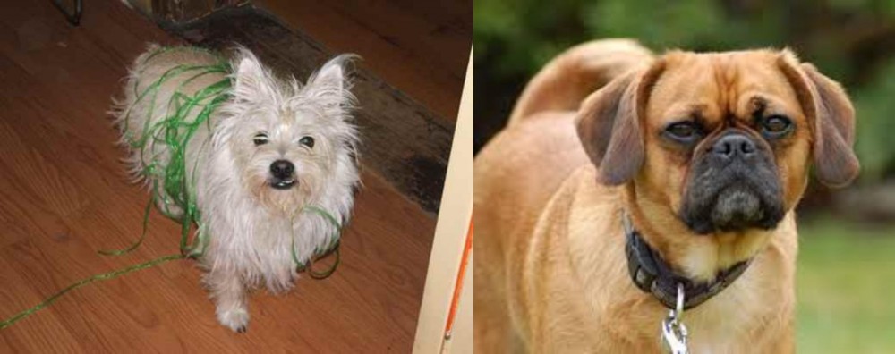 Pugalier vs Cairland Terrier - Breed Comparison