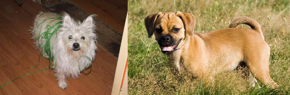 Puggle vs Cairland Terrier - Breed Comparison