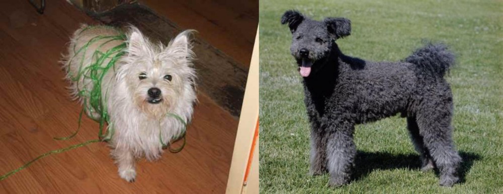 Pumi vs Cairland Terrier - Breed Comparison