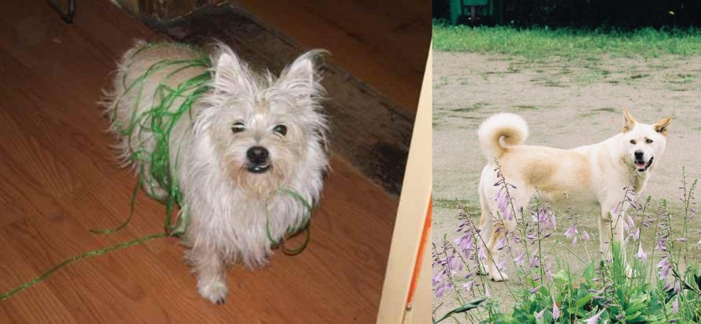 Pungsan Dog vs Cairland Terrier - Breed Comparison