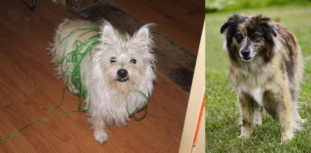 Pyrenean Shepherd vs Cairland Terrier - Breed Comparison