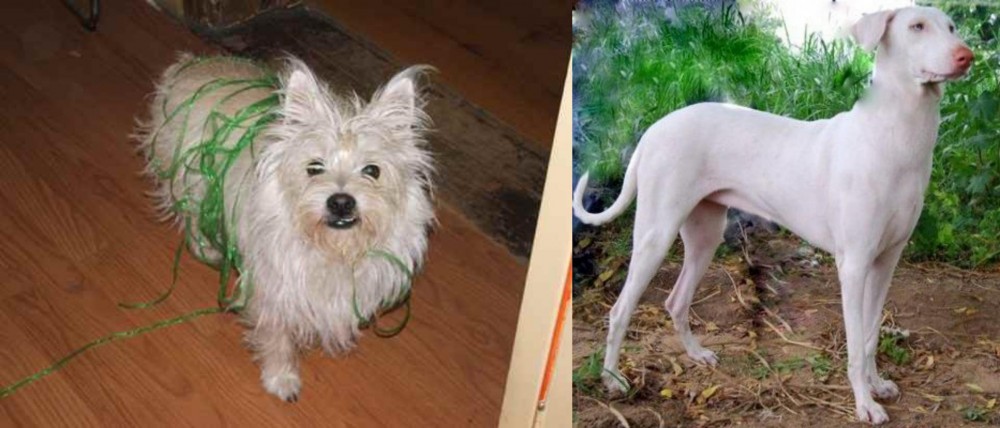 Rajapalayam vs Cairland Terrier - Breed Comparison