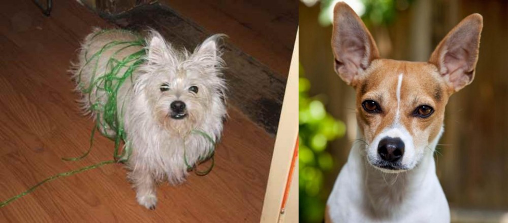 Rat Terrier vs Cairland Terrier - Breed Comparison