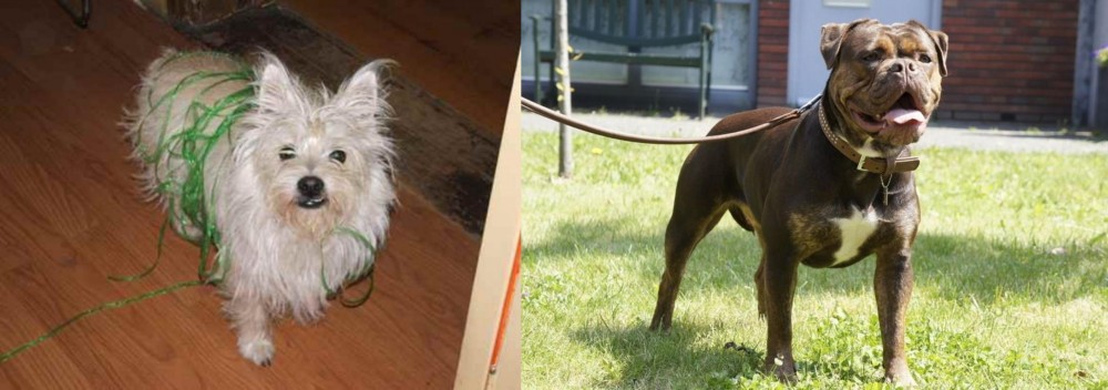 Renascence Bulldogge vs Cairland Terrier - Breed Comparison