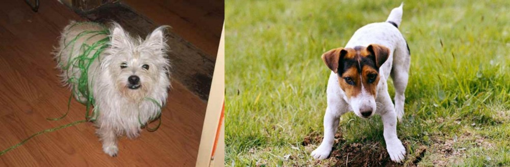 Russell Terrier vs Cairland Terrier - Breed Comparison