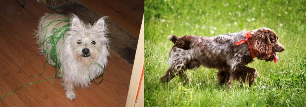 Russian Spaniel vs Cairland Terrier - Breed Comparison