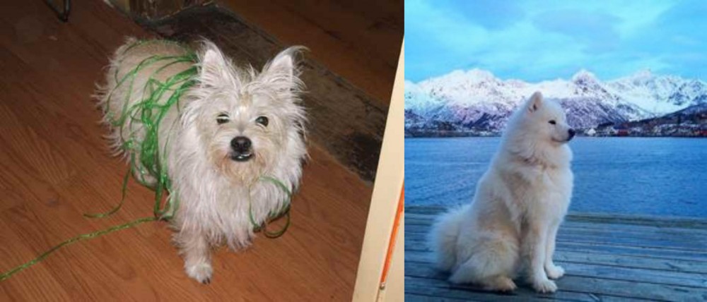 Samoyed vs Cairland Terrier - Breed Comparison