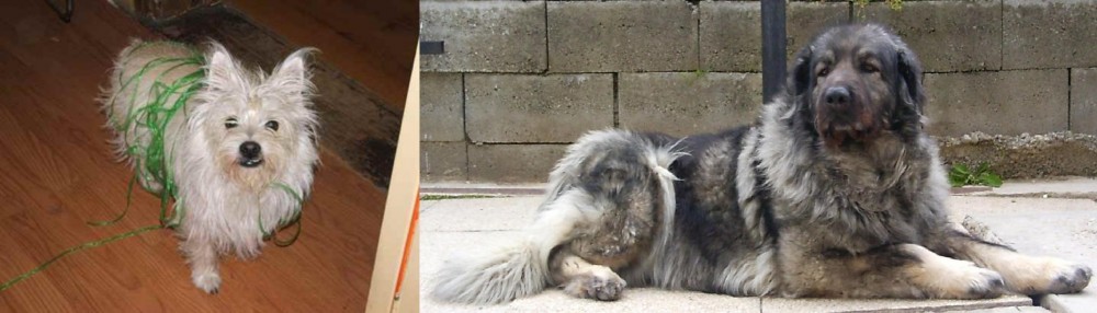 Sarplaninac vs Cairland Terrier - Breed Comparison