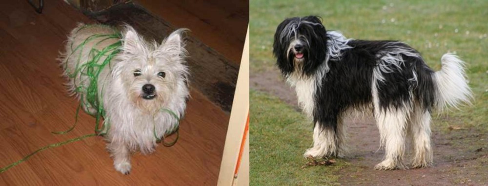 Schapendoes vs Cairland Terrier - Breed Comparison