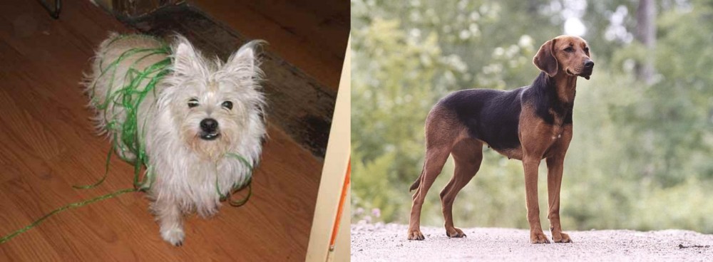 Schillerstovare vs Cairland Terrier - Breed Comparison