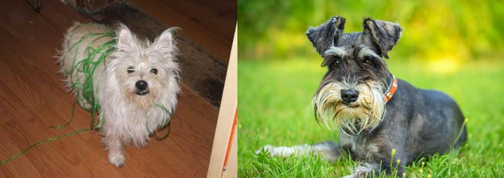 Schnauzer vs Cairland Terrier - Breed Comparison