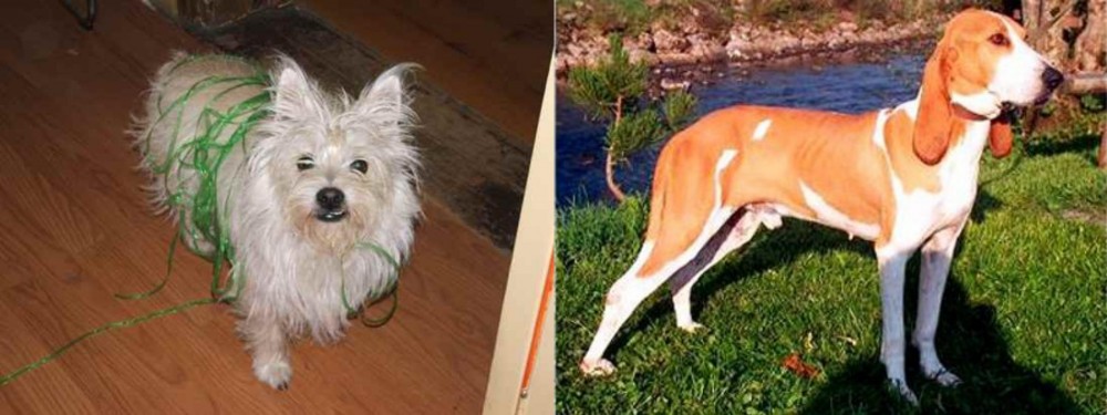 Schweizer Laufhund vs Cairland Terrier - Breed Comparison