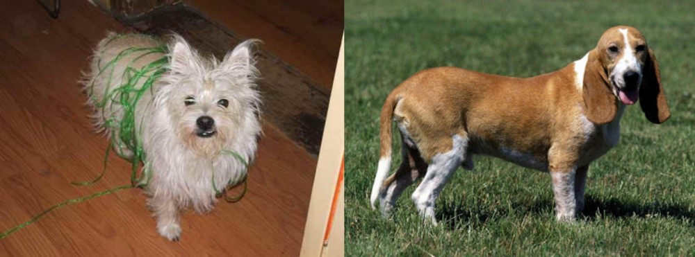 Schweizer Niederlaufhund vs Cairland Terrier - Breed Comparison