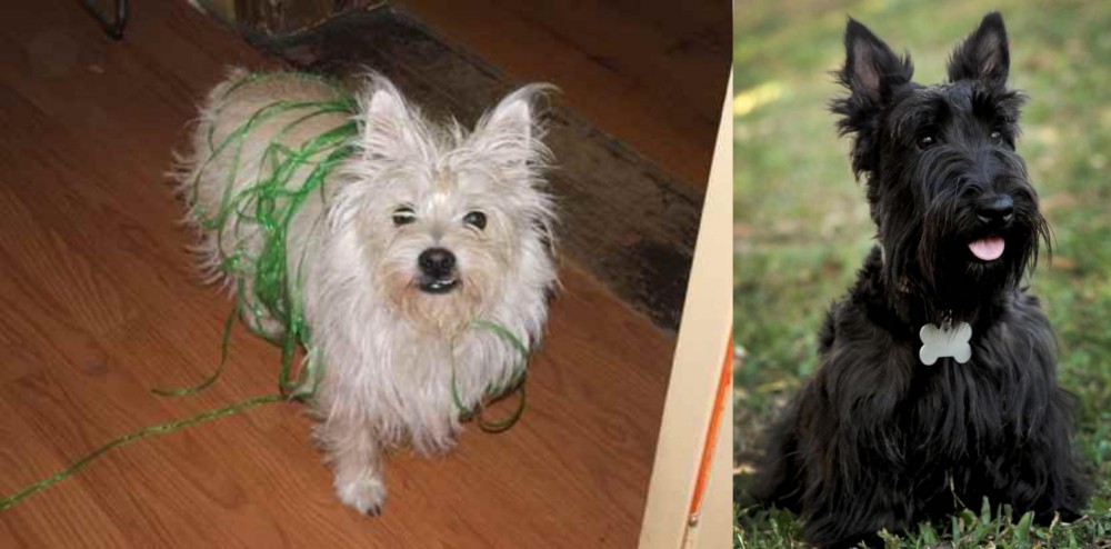 Scoland Terrier vs Cairland Terrier - Breed Comparison