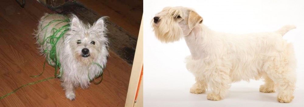 Sealyham Terrier vs Cairland Terrier - Breed Comparison