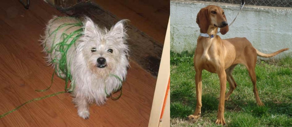 Segugio Italiano vs Cairland Terrier - Breed Comparison