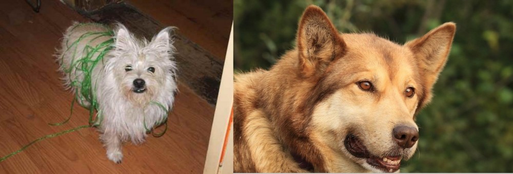 Seppala Siberian Sleddog vs Cairland Terrier - Breed Comparison