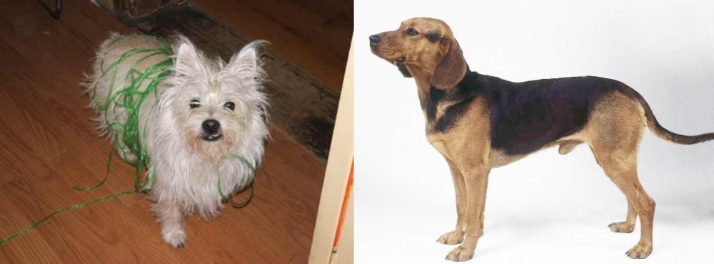 Serbian Hound vs Cairland Terrier - Breed Comparison