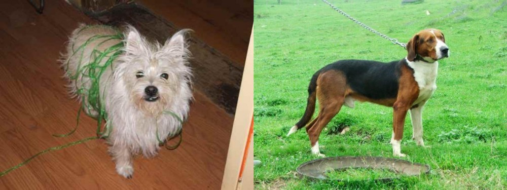 Serbian Tricolour Hound vs Cairland Terrier - Breed Comparison