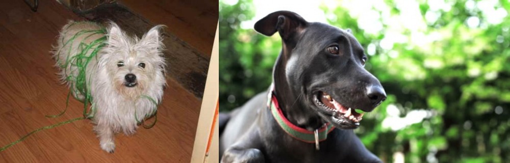 Shepard Labrador vs Cairland Terrier - Breed Comparison