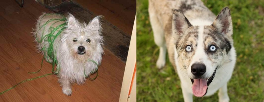 Shepherd Husky vs Cairland Terrier - Breed Comparison