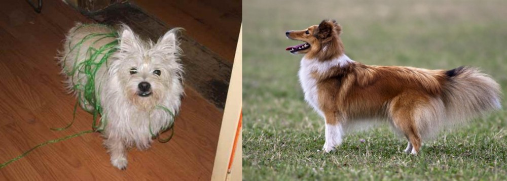 Shetland Sheepdog vs Cairland Terrier - Breed Comparison