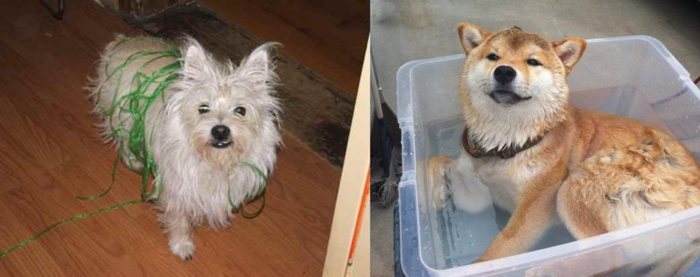 Shiba Inu vs Cairland Terrier - Breed Comparison