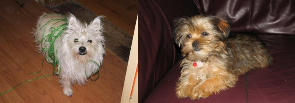 Shorkie vs Cairland Terrier - Breed Comparison