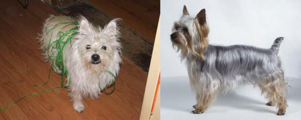 Silky Terrier vs Cairland Terrier - Breed Comparison