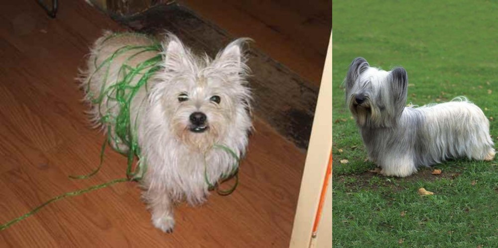 Skye Terrier vs Cairland Terrier - Breed Comparison