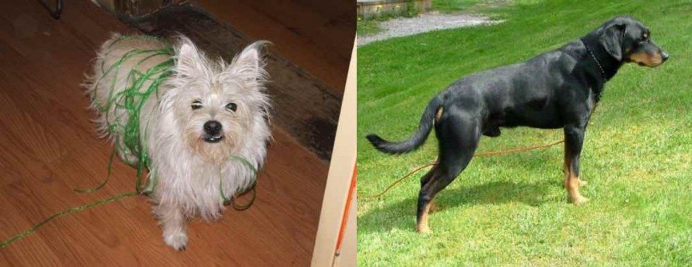 Smalandsstovare vs Cairland Terrier - Breed Comparison