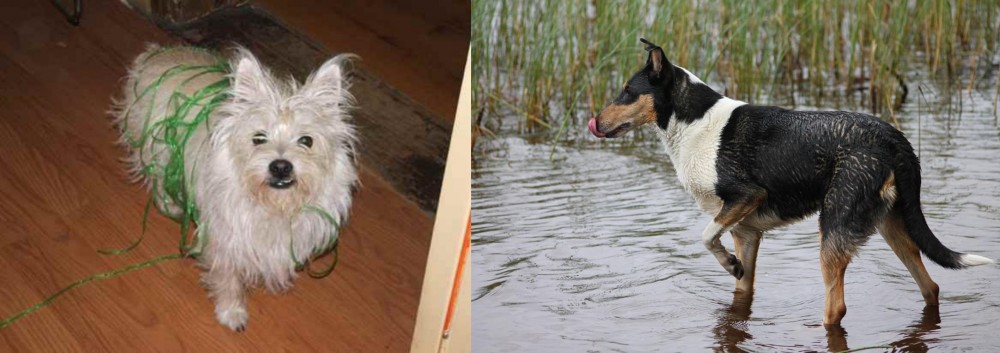 Smooth Collie vs Cairland Terrier - Breed Comparison