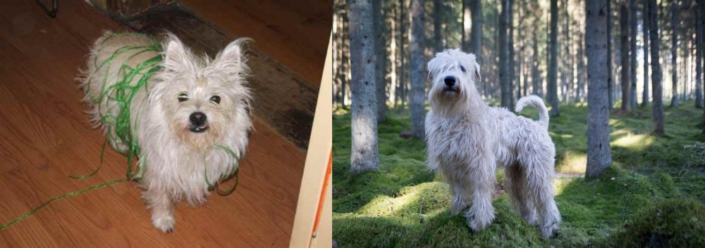 Soft-Coated Wheaten Terrier vs Cairland Terrier - Breed Comparison