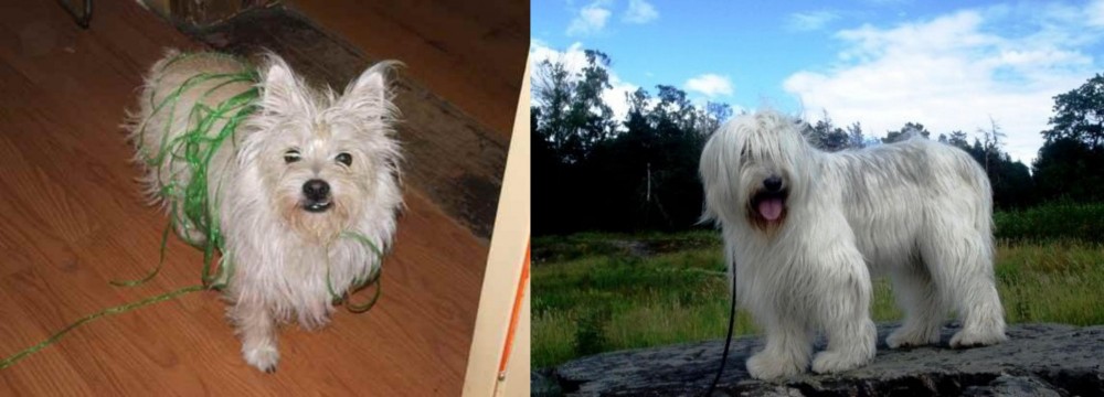 South Russian Ovcharka vs Cairland Terrier - Breed Comparison