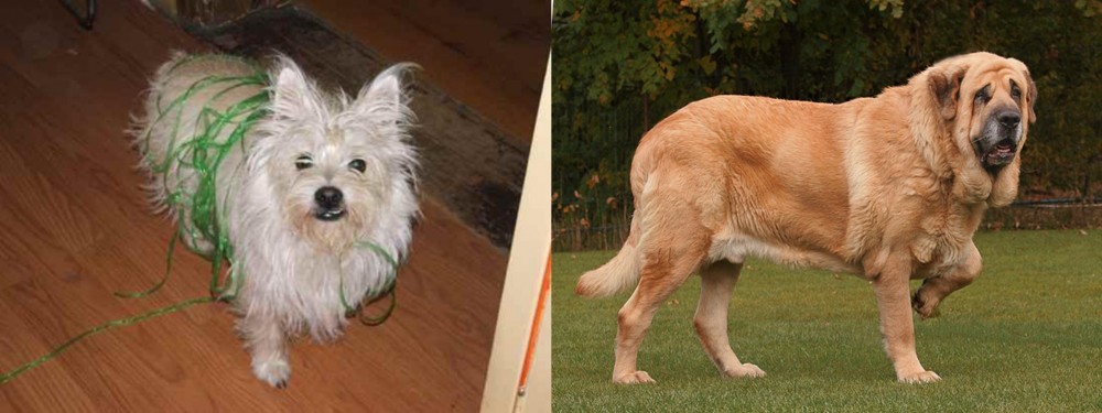 Spanish Mastiff vs Cairland Terrier - Breed Comparison