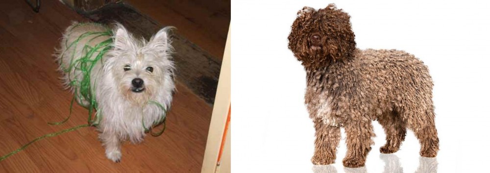 Spanish Water Dog vs Cairland Terrier - Breed Comparison