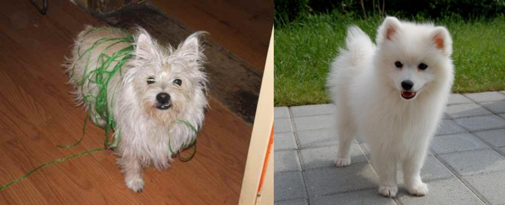 Spitz vs Cairland Terrier - Breed Comparison