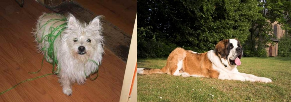 St. Bernard vs Cairland Terrier - Breed Comparison