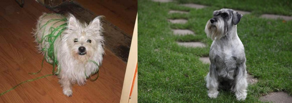 Standard Schnauzer vs Cairland Terrier - Breed Comparison