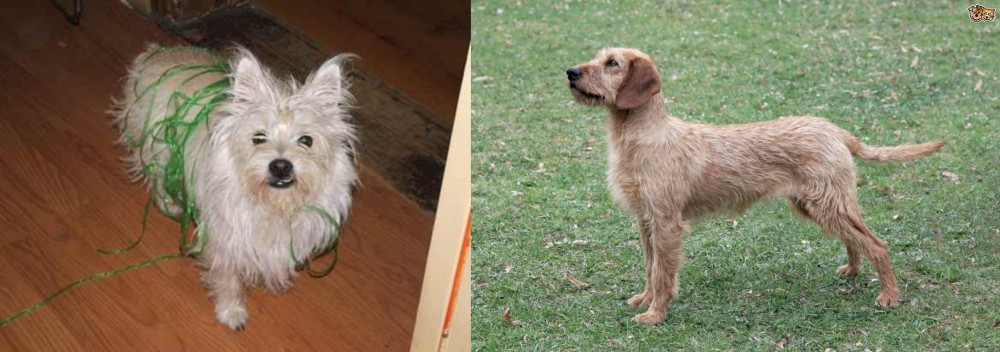 Styrian Coarse Haired Hound vs Cairland Terrier - Breed Comparison