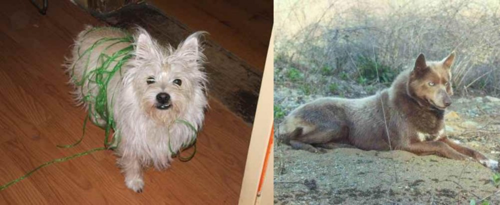Tahltan Bear Dog vs Cairland Terrier - Breed Comparison