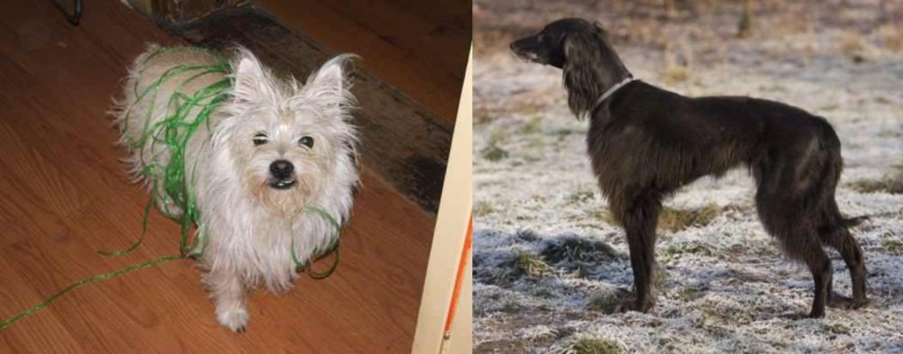 Taigan vs Cairland Terrier - Breed Comparison