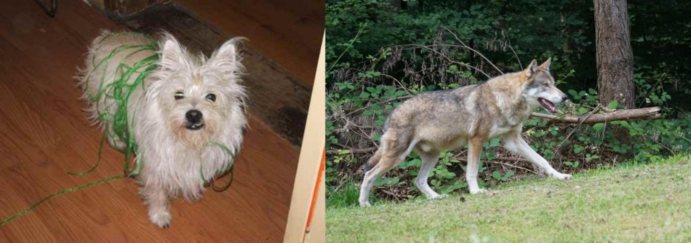 Tamaskan vs Cairland Terrier - Breed Comparison