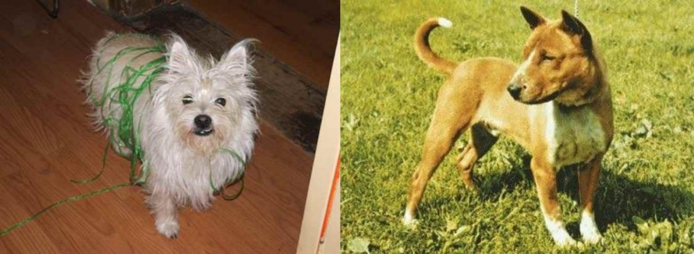 Telomian vs Cairland Terrier - Breed Comparison