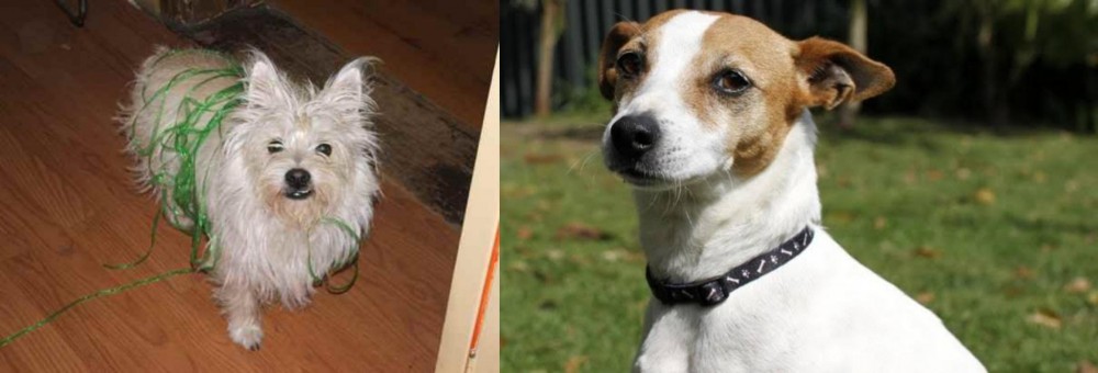 Tenterfield Terrier vs Cairland Terrier - Breed Comparison