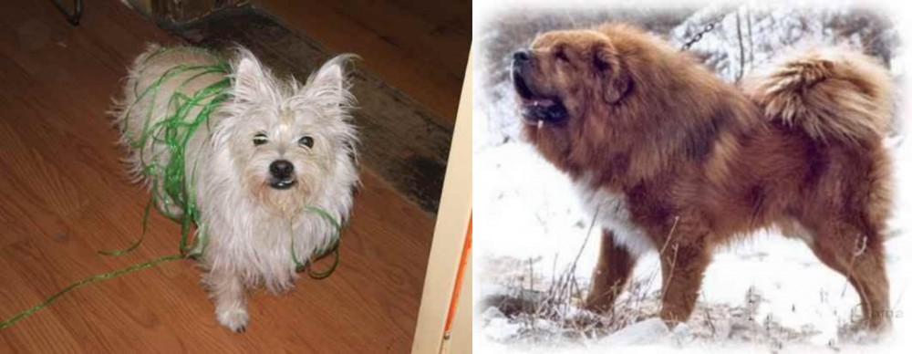 Tibetan Kyi Apso vs Cairland Terrier - Breed Comparison